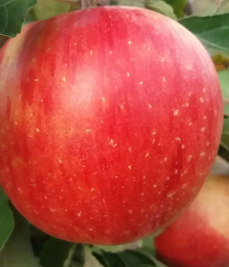 Apfel (Malus domestica) REBRA - Tutifruti, s.r.o.