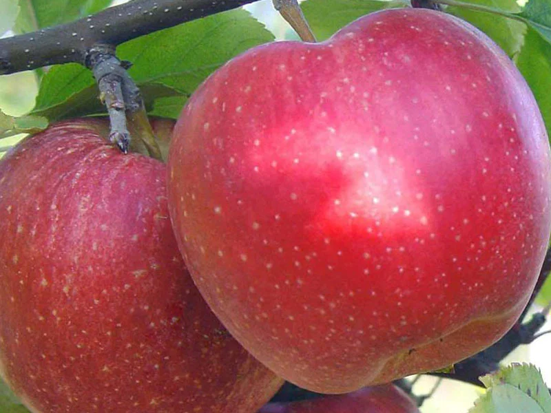Apple (Malus domestica) ALWA - Malus domestica