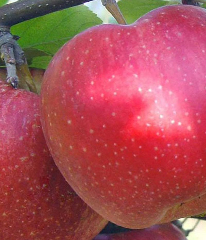 Apfel (Malus domestica) ALWA - Tutifruti SK