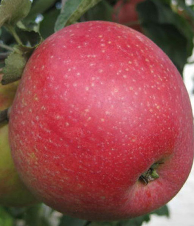 Apfel (Malus domestica) REMO® - Tutifruti SK