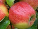Apfel (Malus domestica) RETINA®