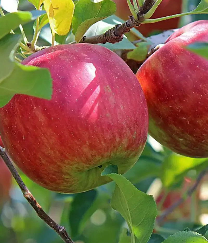 Apfel (Malus domestica) ROMUS 3 - Tutifruti, s.r.o.