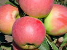 Apple (Malus domestica) ROZELA - Tutifruti SK