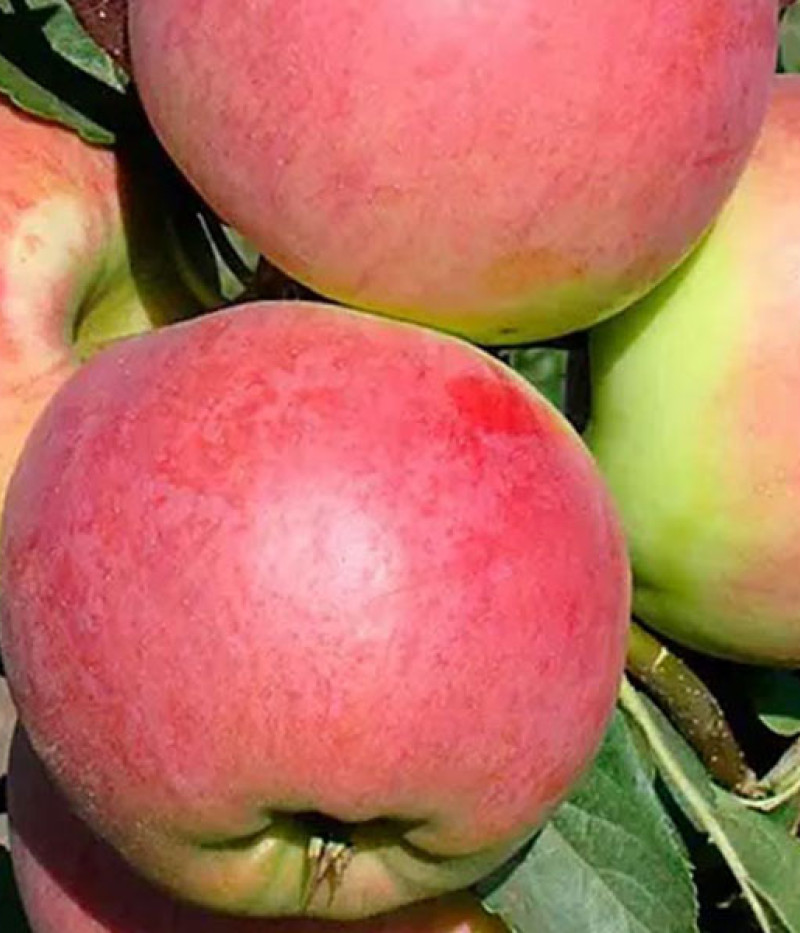 Apple (Malus domestica) ROZELA - Tutifruti SK