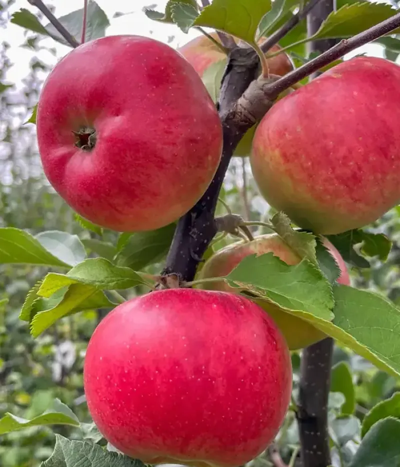 Apfel (Malus domestica) RUBINOLA - Tutifruti, s.r.o.