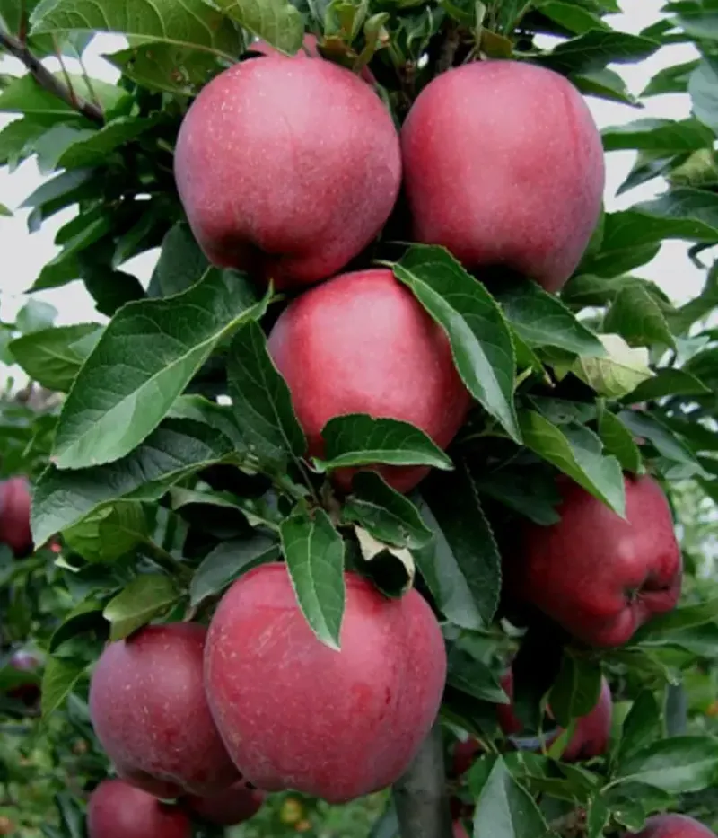 Apfel (Malus domestica) SANDIDGE - Tutifruti, s.r.o.