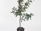 Apfel (Malus domestica) REBELLA® - Tutifruti SK Apfel (Malus domestica) REBELLA® - Tutifruti SK