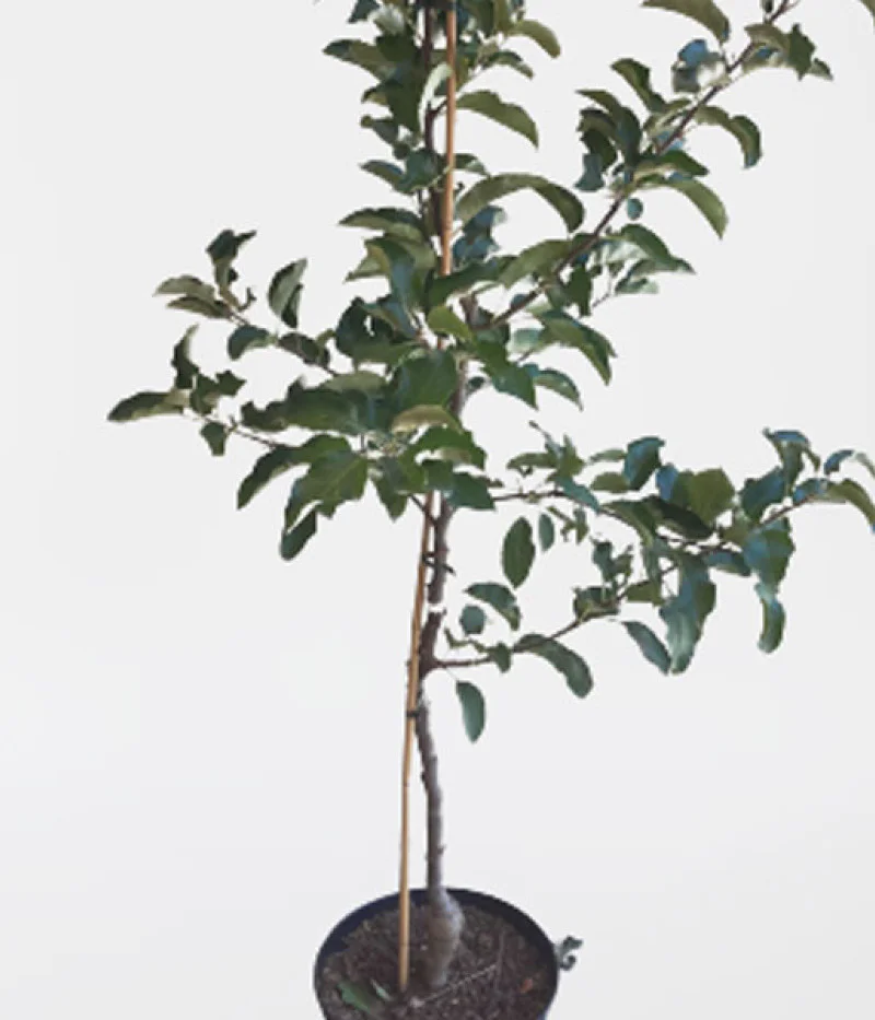 Apfel (Malus domestica) REBELLA