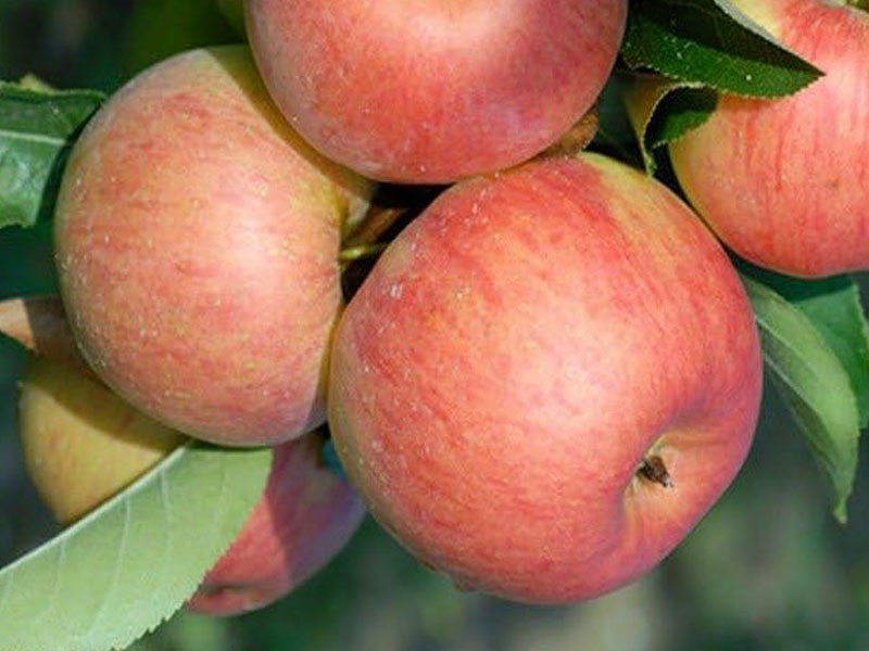 Apfel (Malus domestica) TOPAZ - Tutifruti SK Apfel (Malus domestica) TOPAZ - Tutifruti SK