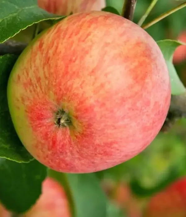 Säulenapfel (Malus domestica) VALYUTA