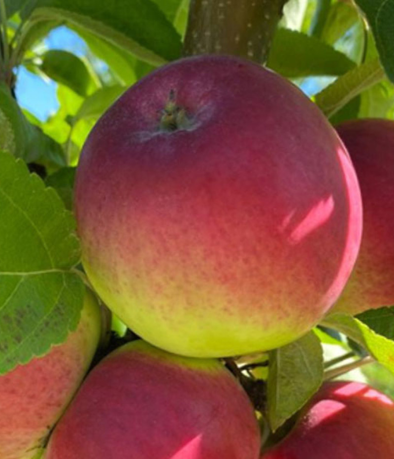 Apfelbaum (Malus domestica) ZANE - Tutifruti, s.r.o. (SK)