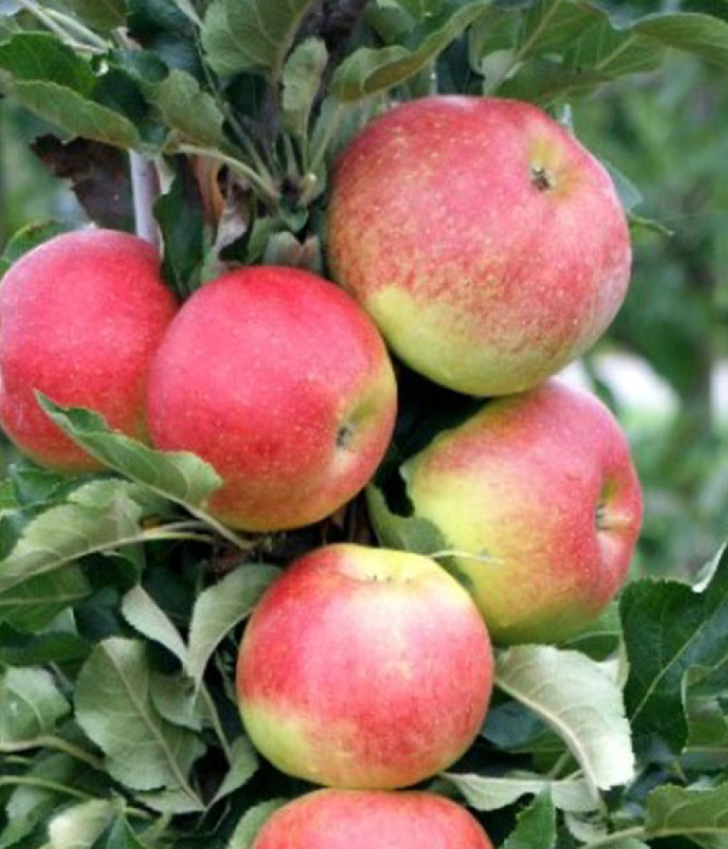 BIO Säulenapfelbaum AROMA SPUR GELB-ROT - Tutifruti SK