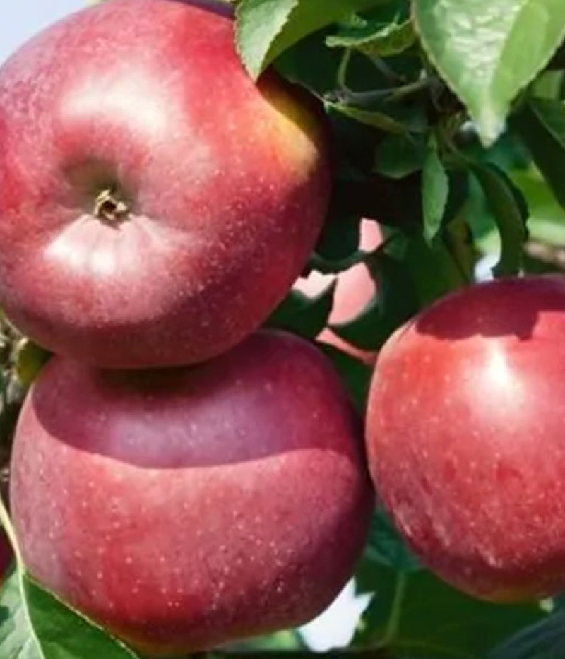 BIO Columnar apple tree AROMA SPUR ROT - Tutifruti SK