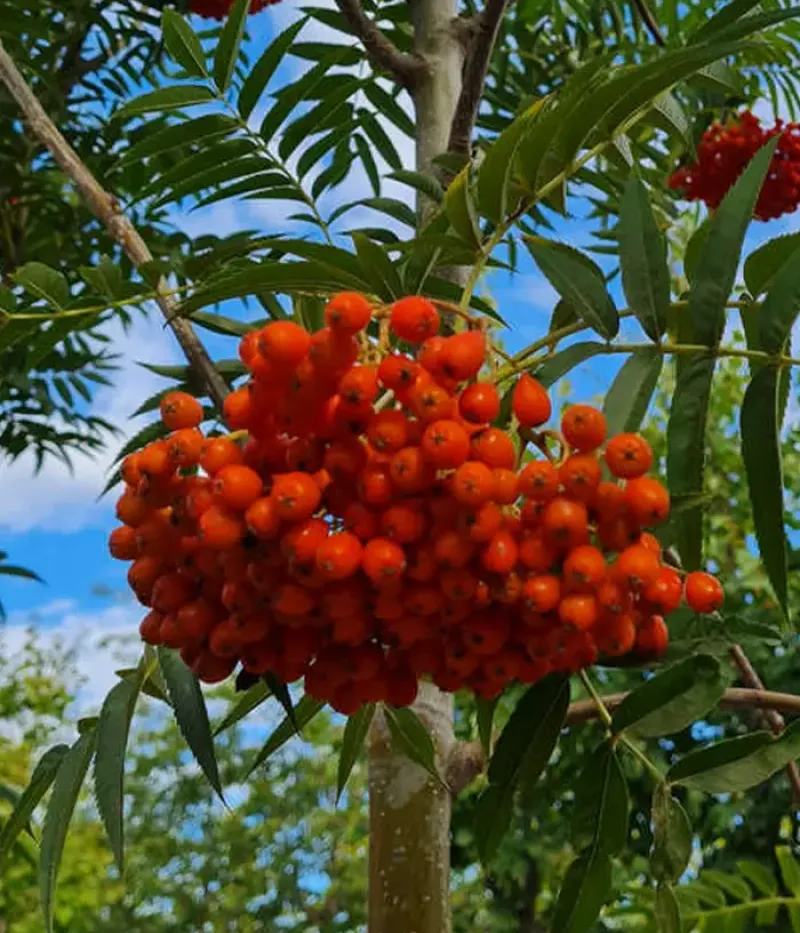 Eberesche (Sorbus ulleungensis) DODONG - Tutifruti, s.r.o.