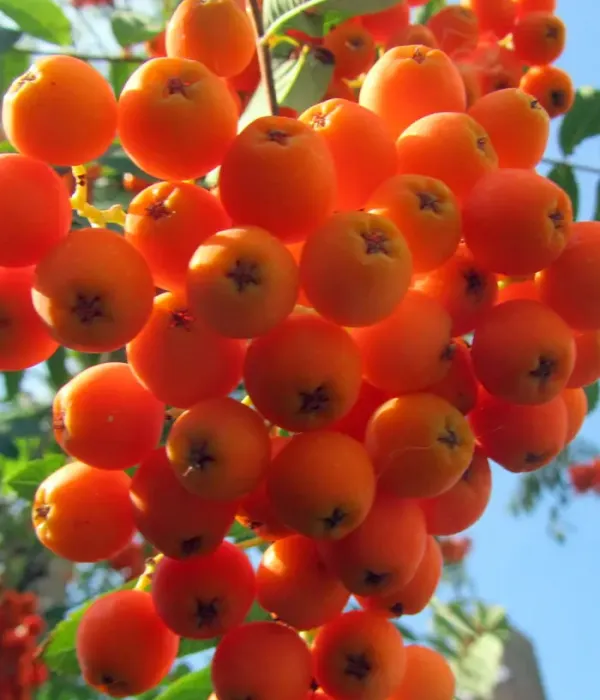 Eberesche (Sorbus ulleungensis) SACHARNAJA PETROVA
