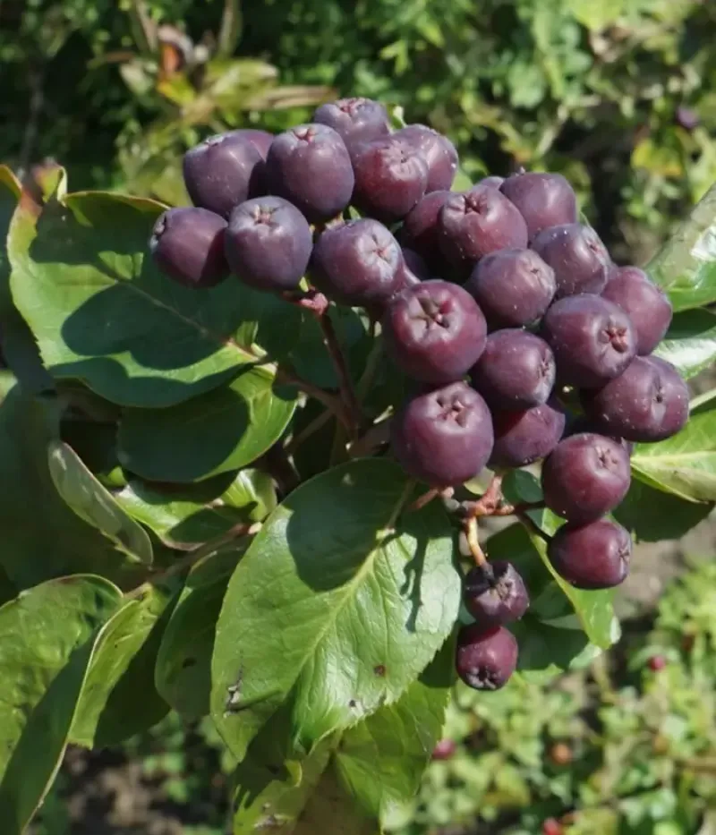 Ebereschen-Apfelbeere (Sorbaronia komplexer Hybrid) TITAN - Tutifruti, s.r.o.
