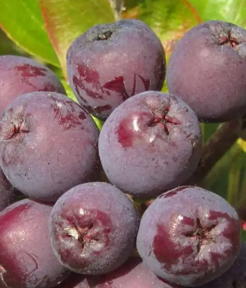 Ebereschen-Apfelbeere Hybride (Sorbaronia) BURKA - Tutifruti, s.r.o.