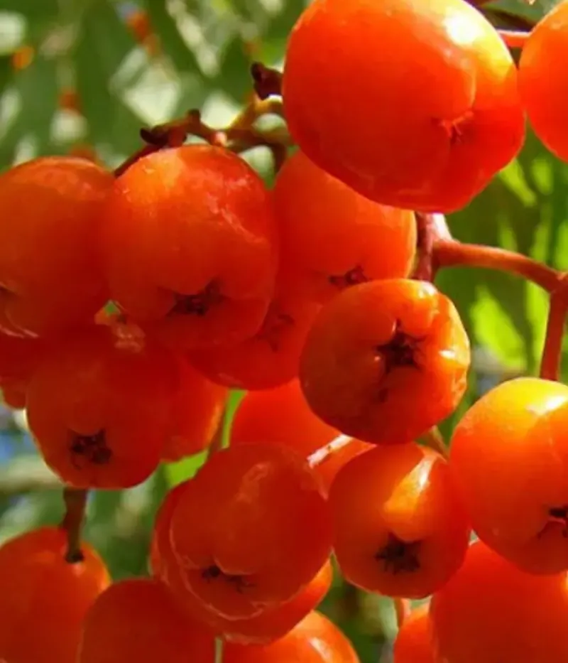 Eberesche (Sorbus aucuparia) DOČ KUBOVOJ - Tutifruti, s.r.o.
