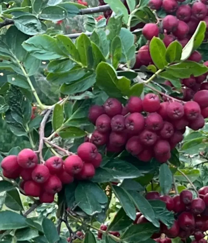 Rowan-Hawthorn Hybrid (Sorbus aucuparia x Crataegus sanguinea) GRANATNAJA - Tutifruti, s.r.o.