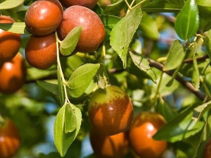 BIO Jujube (Ziziphus jujuba) Chinesische Dattel - Tutifruti SK BIO Jujube (Ziziphus jujuba) Chinesische Dattel - Tutifruti SK