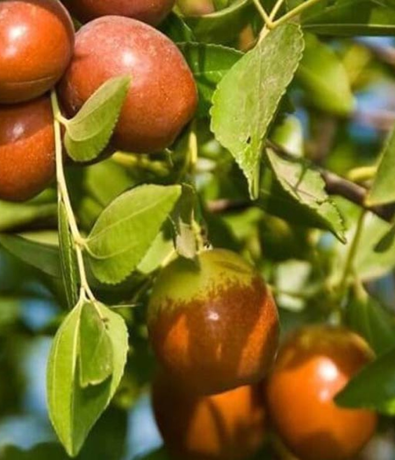 BIO Jujube (Ziziphus jujuba)  Chinesische Dattel - Tutifruti SK