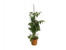 BIO Jujube (Ziziphus jujuba) Chinesische Dattel - Tutifruti SK BIO Jujube (Ziziphus jujuba) Chinesische Dattel - Tutifruti SK