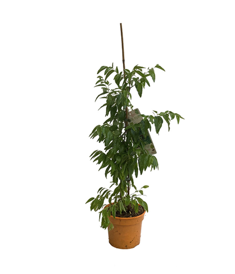 BIO Jujube (Ziziphus jujuba)  Chinesische Dattel - Tutifruti SK