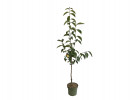 BIO Kaki (Diospyros kaki) FUYU - Tutifruti SK BIO Kaki (Diospyros kaki) FUYU - Tutifruti SK