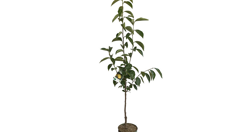 Säulenförmige Kaki-Sorten (Rossijanka, Nikita's Gift, Sosnovskaja, Gora Roman Koš): Legenden, die sie in unsere Gärten gebracht haben (Teil 4)