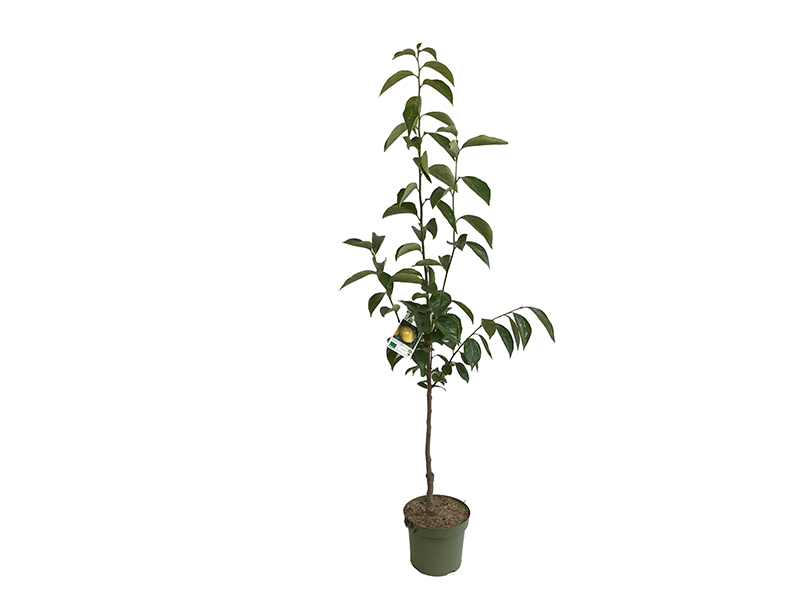 BIO Kaki (Diospyros kaki) FUYU - Tutifruti SK BIO Kaki (Diospyros kaki) FUYU - Tutifruti SK