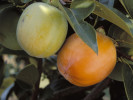 BIO Kaki (Diospyros kaki) ROJO BRILLANTE - Tutifruti SK BIO Kaki (Diospyros kaki) ROJO BRILLANTE - Tutifruti SK