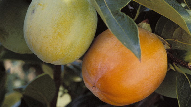 Die Kunst der Kaki-Auswahl: Von Klassikern bis zu modernen Champions (Teil 5)