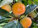 BIO Kaki (Diospyros kaki) FUYU - Tutifruti SK BIO Kaki (Diospyros kaki) FUYU - Tutifruti SK