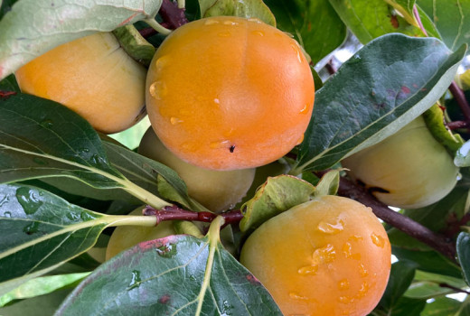 Hurmi Kaki: Vergleich der Sorten „Fuyu” und „Rojo Brillante” – Welche soll man wählen?