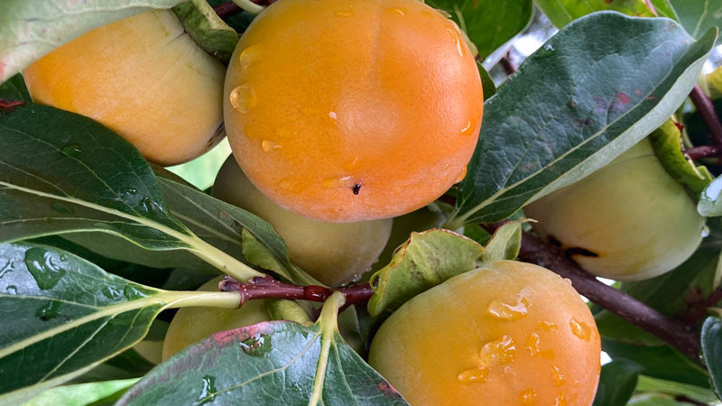 Die süße Revolution im Garten: Kakis, die nicht weich werden müssen (Tiel 2)