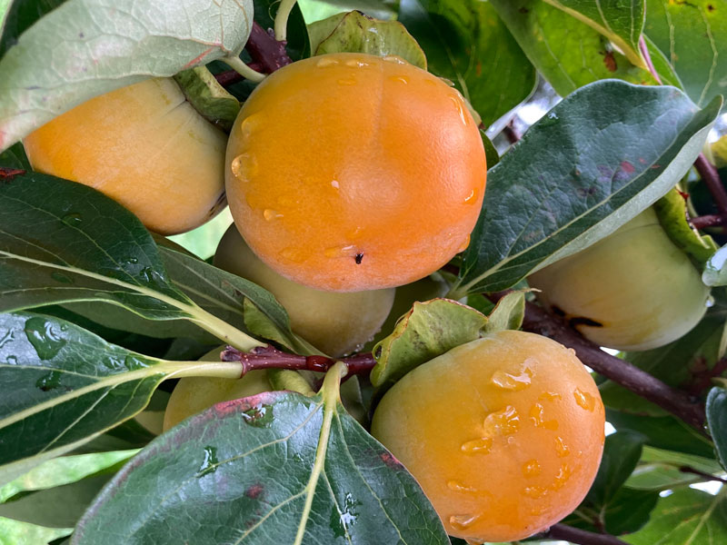 BIO Kaki (Diospyros kaki) FUYU - Tutifruti SK BIO Kaki (Diospyros kaki) FUYU - Tutifruti SK