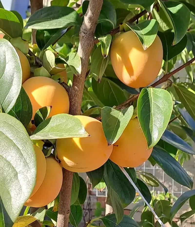 Kaki (Diospyros kaki) ROJO BRILLANTE - Tutifruti, s.r.o.