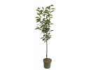 BIO Kaki (Diospyros kaki) ROJO BRILLANTE - Tutifruti SK BIO Kaki (Diospyros kaki) ROJO BRILLANTE - Tutifruti SK