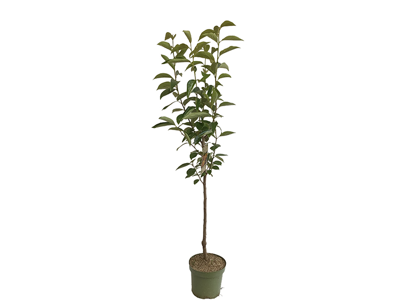 BIO Kaki (Diospyros kaki) ROJO BRILLANTE - Tutifruti SK BIO Kaki (Diospyros kaki) ROJO BRILLANTE - Tutifruti SK