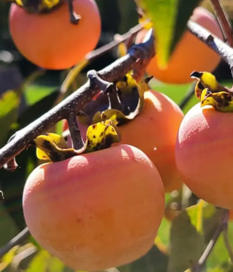 Kaki (Diospyros kaki) SHINSHU - Tutifruti, s.r.o.