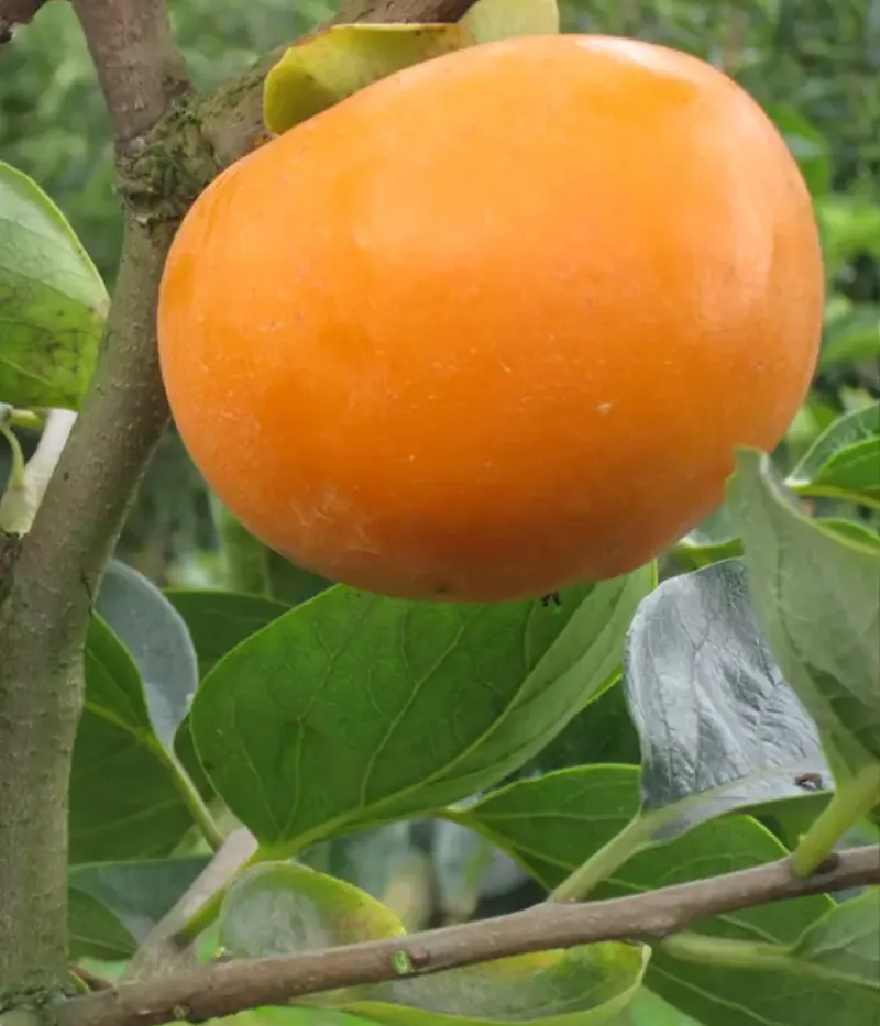 Kaki (Diospyros kaki) TOKYO GOSHO - Tutifruti, s.r.o.