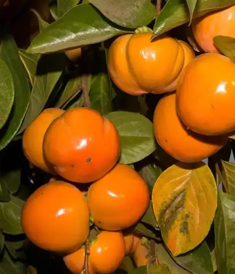 Kaki (Diospyros kaki) KODAGOSHO - Tutifruti, s.r.o.