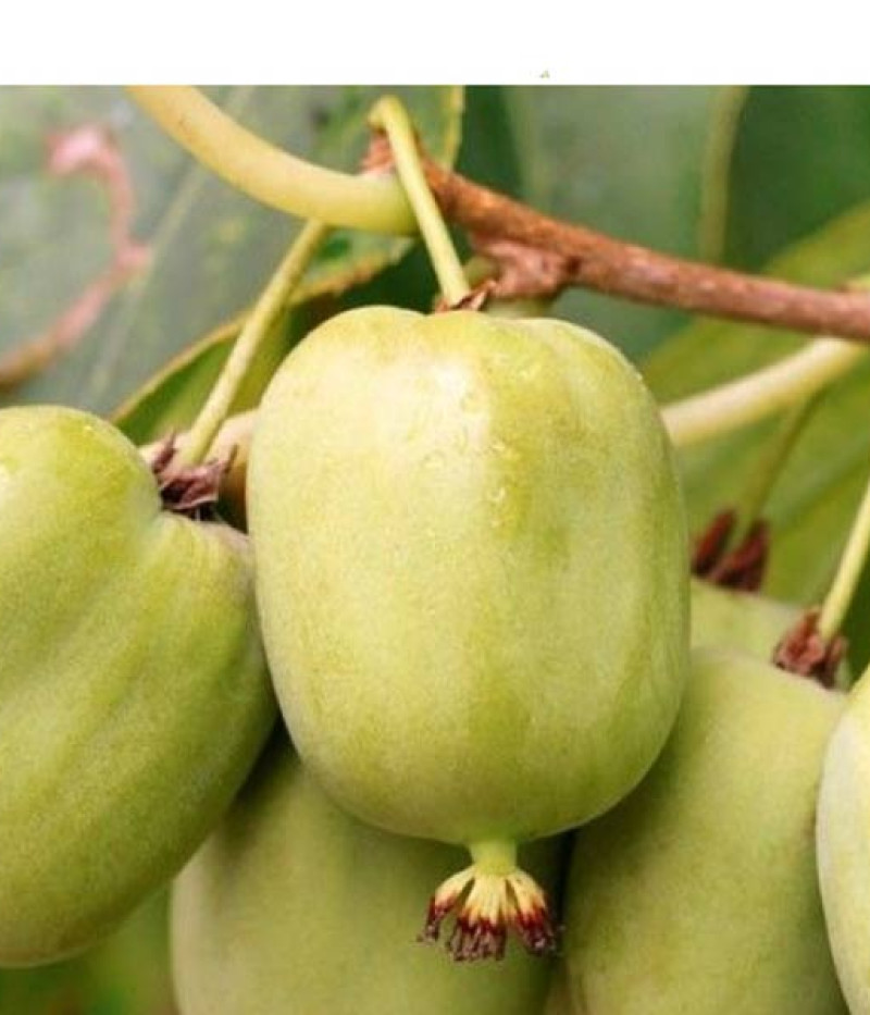 Kiwi (Actinidia arguta) CHANG BAI GIANT - Tutifruti SK