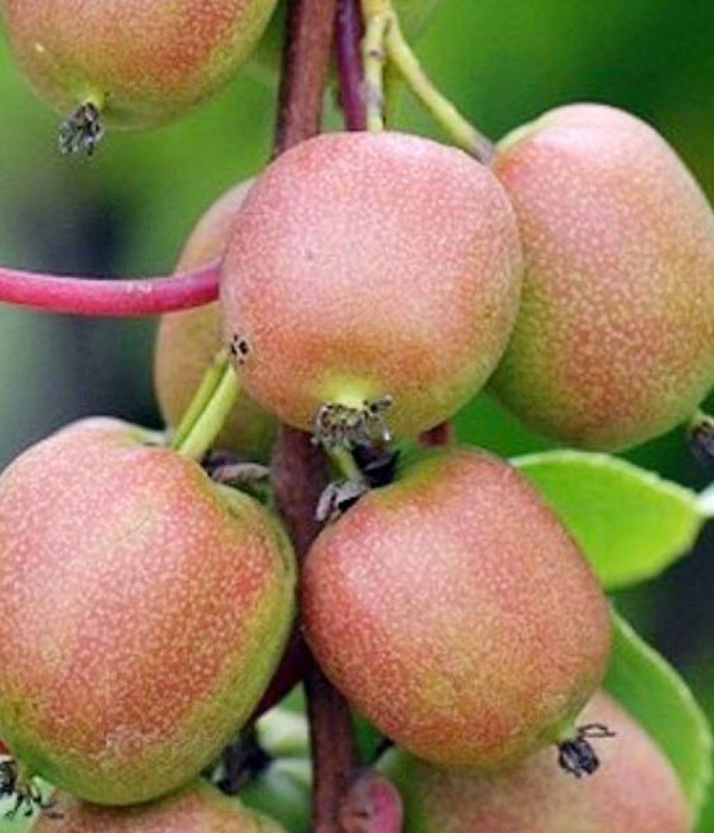 Kiwi (Actinidia arguta) BINGO - Tutifruti, s.r.o. (SK)