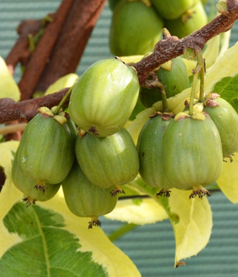 Kiwi (Actinidia arguta) HOKEY POKEY® - Tutifruti SK
