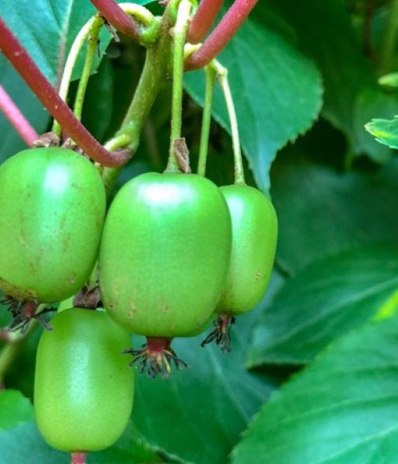 Kiwi (Actinidia arguta) KOKUWA - Tutifruti SK