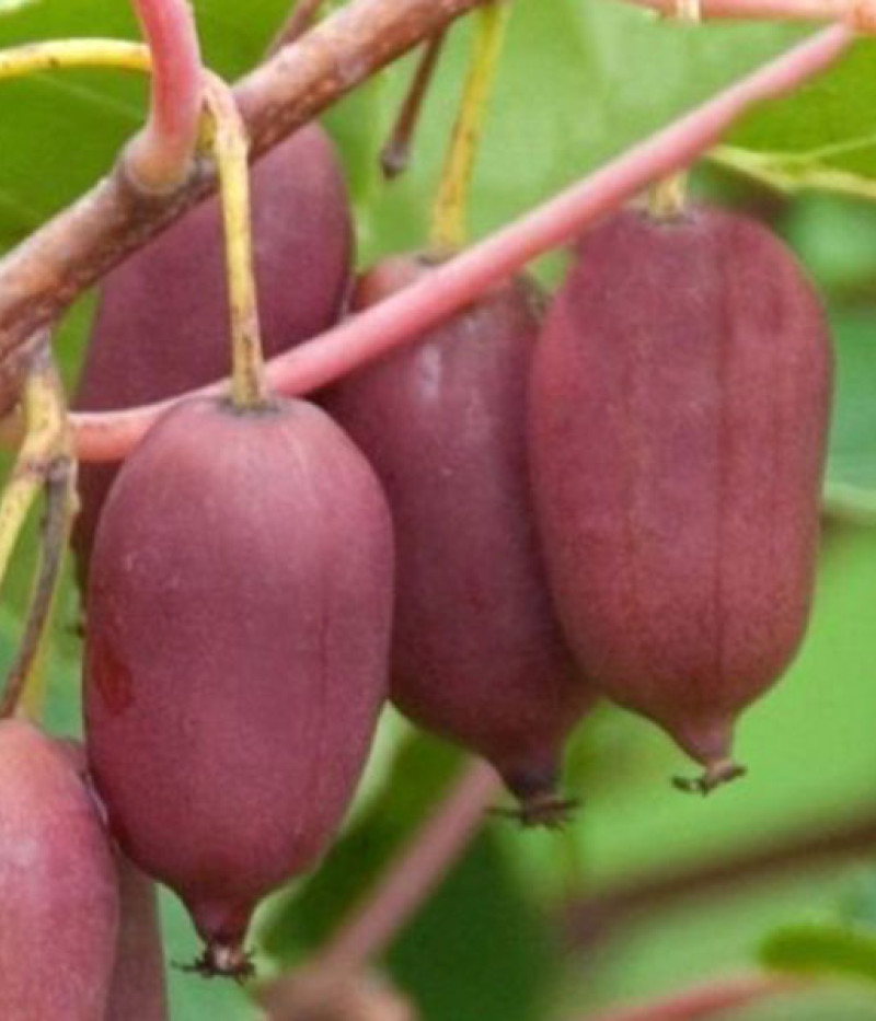 Kiwi (Actinidia arguta) PURPURNAJA SADOVAJA - Tutifruti SK