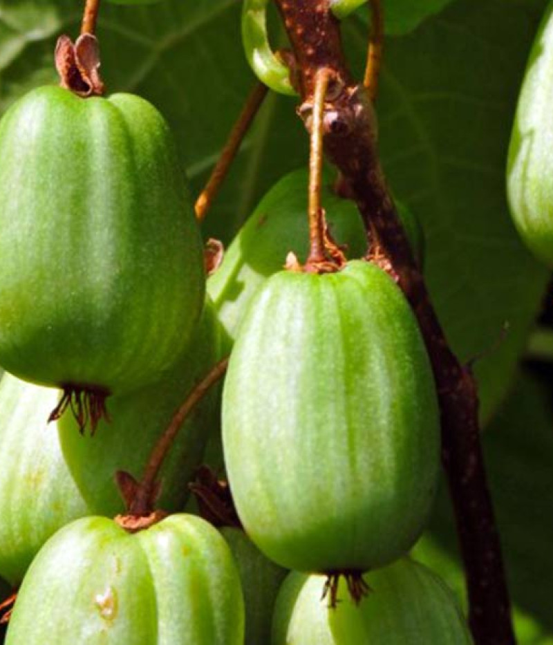Kiwi (Actinidia kolomikta ) SENTYABRASKAYA - Tutifruti SK