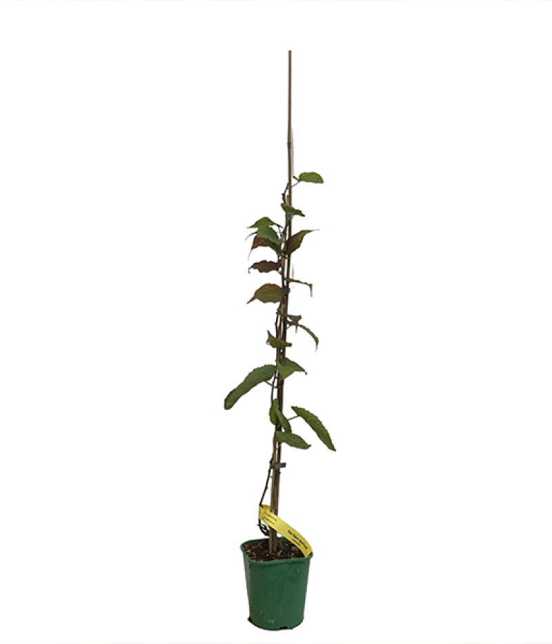 Kiwi Befruchter Actinidia kolomikta ADAM - Tutifruti SK