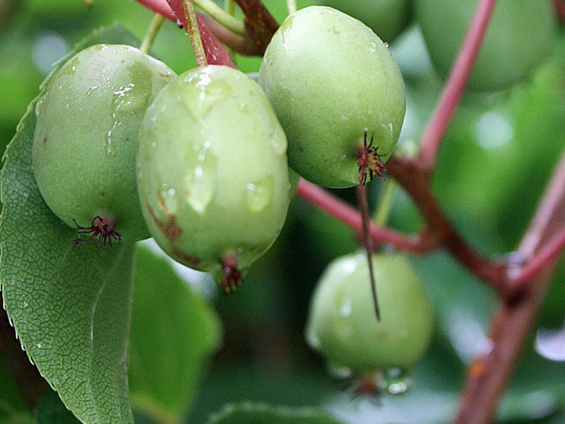 Kiwi (Actinidia arguta) ISSAI